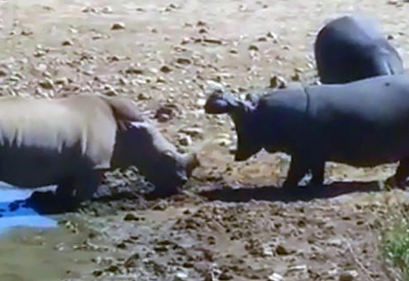 Бегемот подрался насмерть с носорогом за место у водопоя