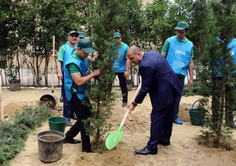 По инициативе IDEA восстановлены зеленые насаждения на улице Асифа Магеррамова в Баку