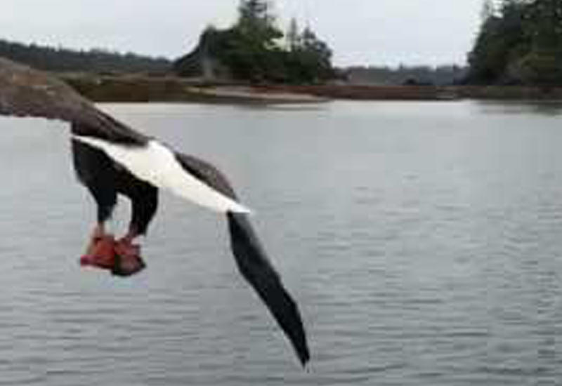 В Сети набирает популярность видео, как орел украл добычу у рыбака