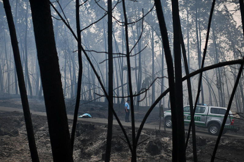 Мощнейший пожар в Португалии: на что способен удар молнии по дереву