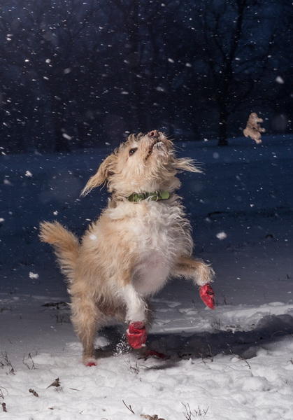 Умилительные фотографии собак, победившие на фотоконкурсе Dog Photographer of the Year 2017