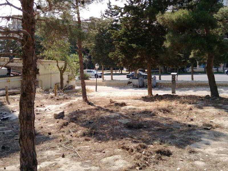 В Баку выявлен факт незаконной массовой вырубки деревьев