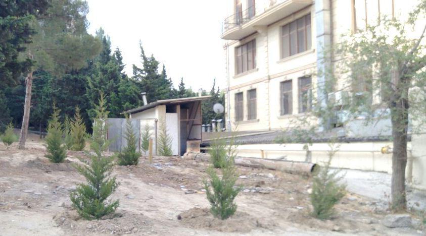 В Баку выявлен факт незаконной массовой вырубки деревьев