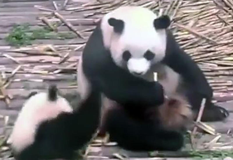 Видео с мамой-пандой, которая предпочла детенышу вкусный бамбук, умилило пользователей Сети