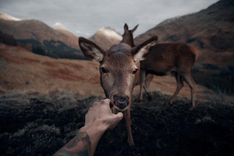 Удивительная близость с природой: дикие животные Шотландии с очень близкого расстояния