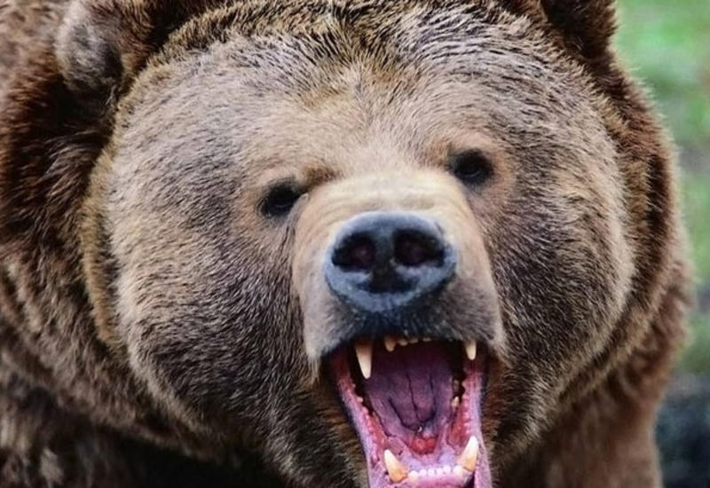 11-летний мальчик спас родственников, застрелив медведя - на Аляске