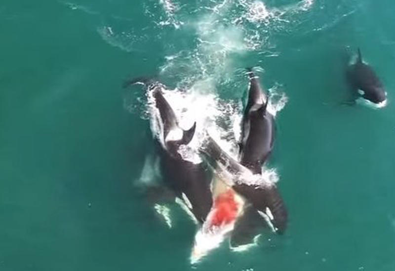 Нападение стаи косаток на кита впервые сняли на камеры