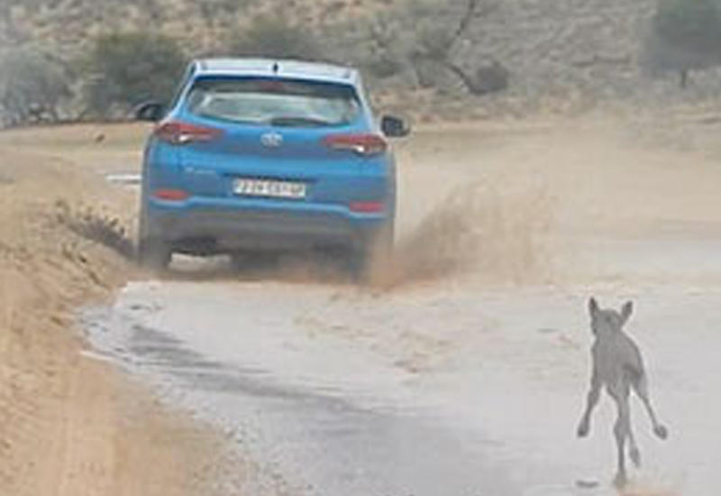 Детеныш антилопы гну принял машину за мать и пробежал шесть километров