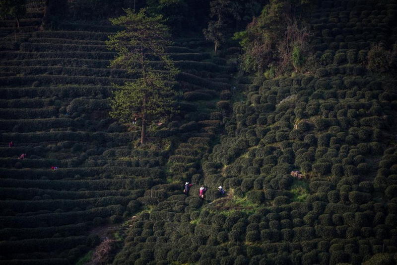 Чайная промышленность Китая: где производят каждую четвёртую чашку чая в мире