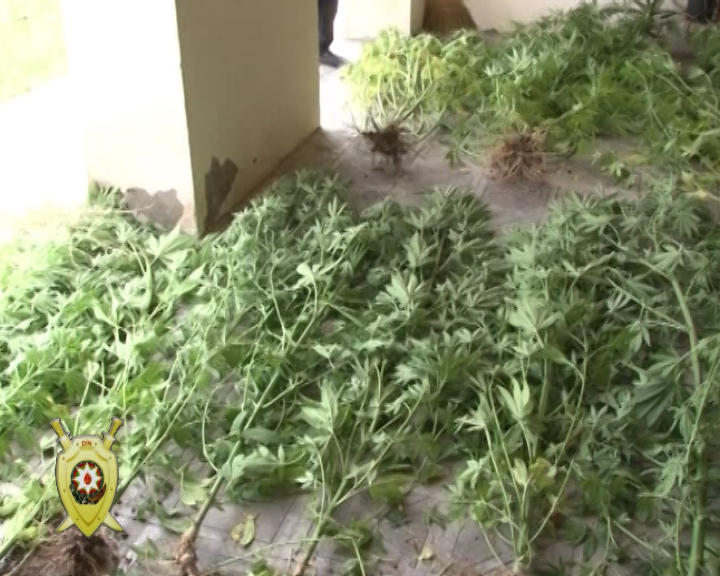 В Джалилабаде обнаружили более 26 кг наркотических веществ