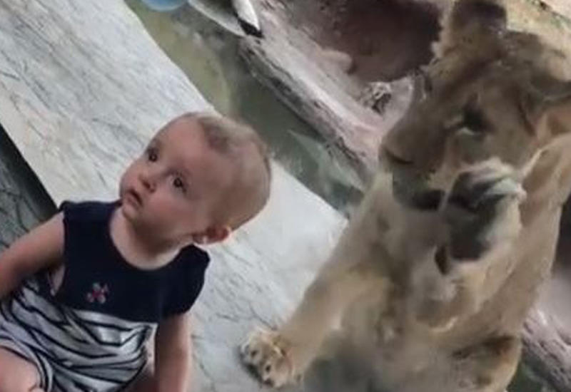 Лев устроил шоу в зоопарке, чтобы обратить на себя внимание малыша