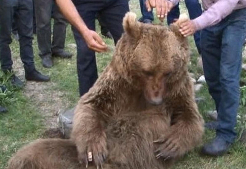 В Агсу медведь напал на сельских жителей