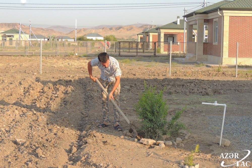 Спустя 24 года в Джоджуг Мерджанлы вновь зацвело гранатовое дерево