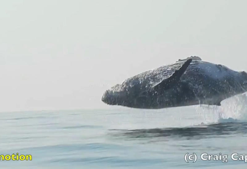 Впервые снят ролик, как горбатый кит полностью выпрыгивает из воды