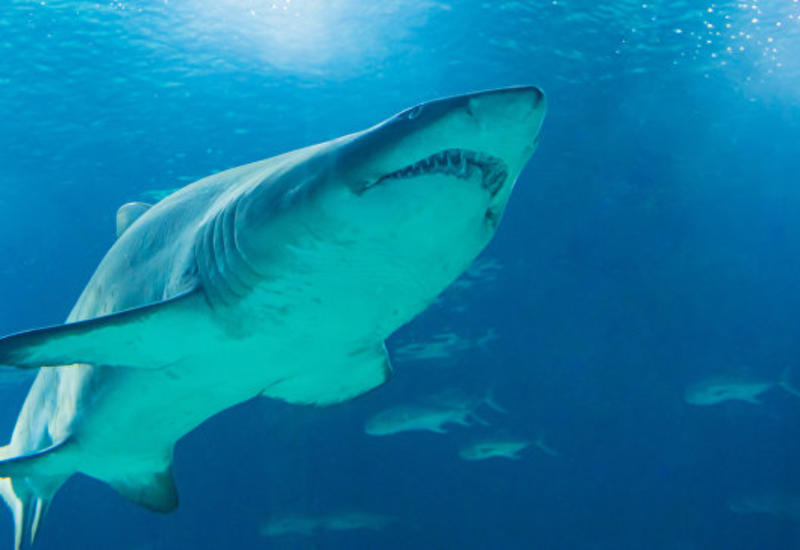 Греческие рыбаки поймали акулу весом 350 кг