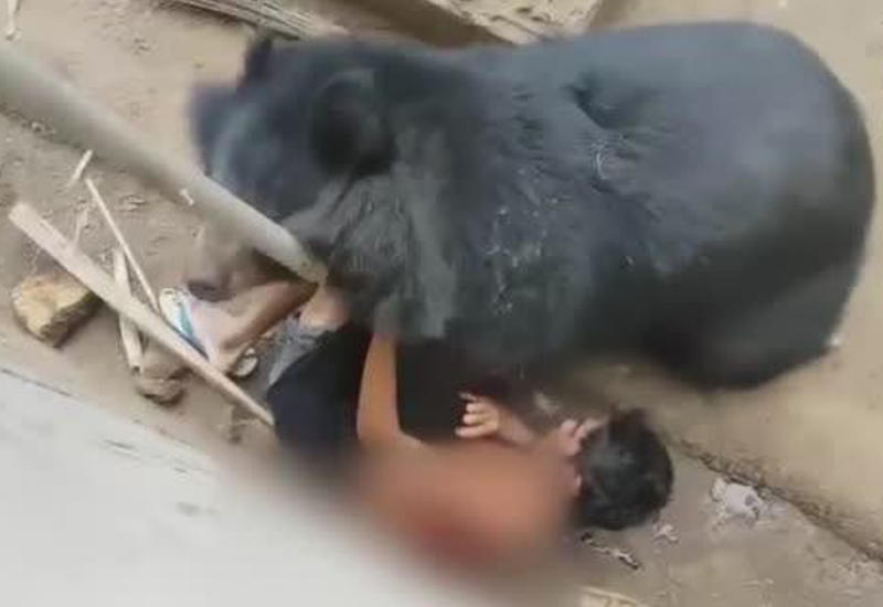 Голодный медведь напал на туриста, который дразнил его едой