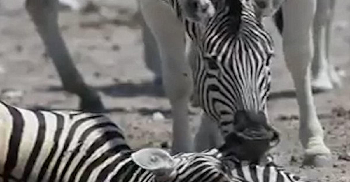 Душераздирающее видео: самец зебры пытается разбудить умершую самку