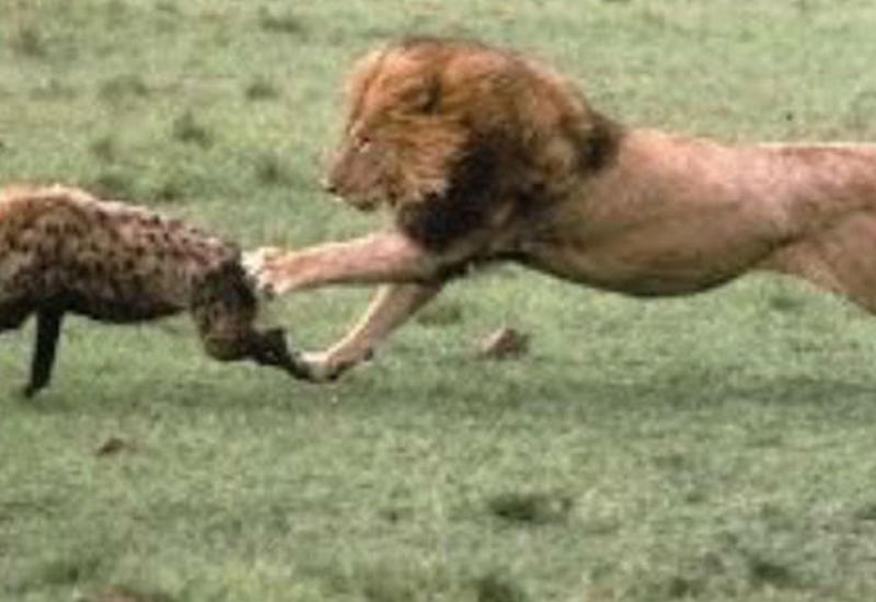Невероятный шаг от голодных львов – хищники напали на гиену