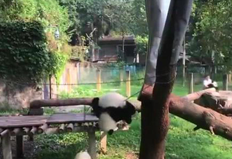 "Кунг-фу панда" умилила гостей зоопарка