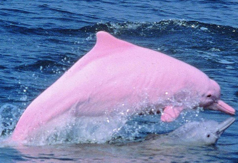 В США засняли редчайших розовых дельфинов