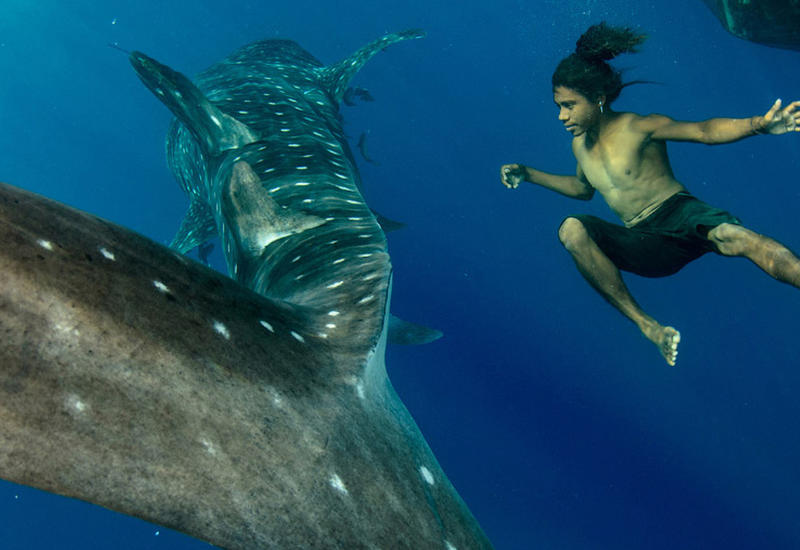 Заплыв с гигантами: подводное путешествие с китовыми акулами