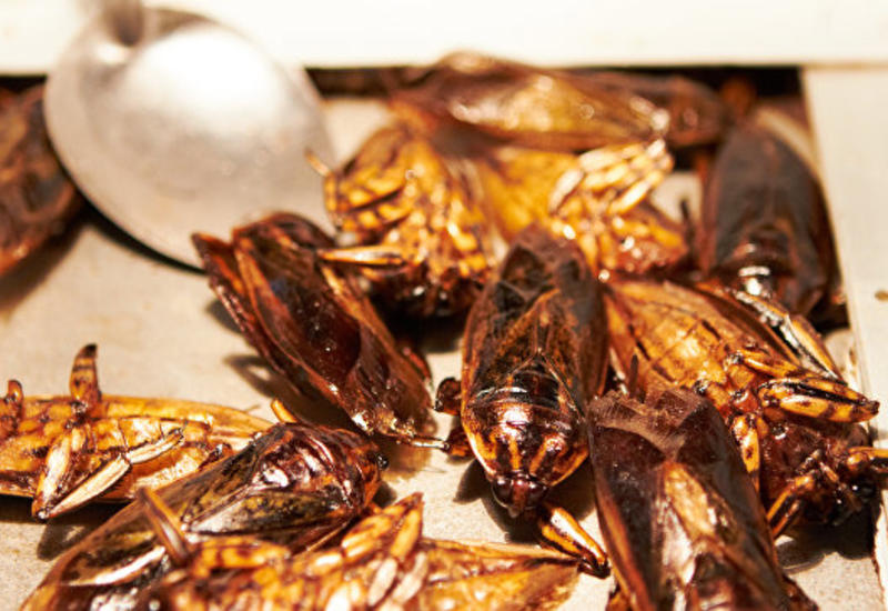 В швейцарских супермаркетах начнут продавать котлеты из насекомых