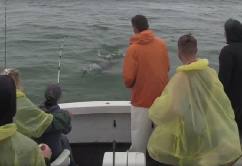 Огромная акула выпрыгнула из воды и ограбила туристов