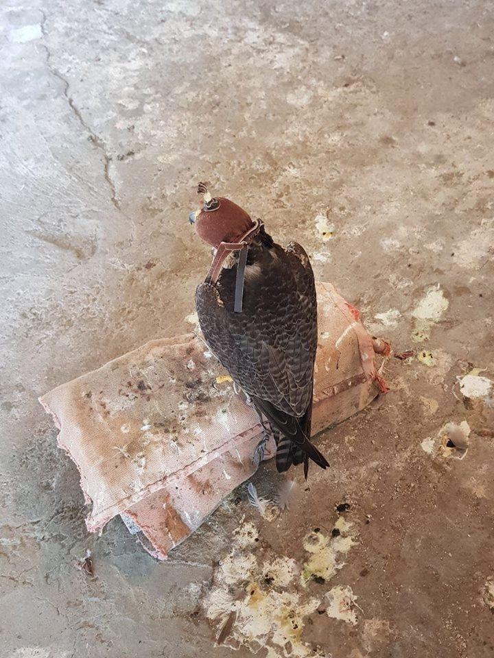 Житель Баку оштрафован за незаконное содержание редких птиц