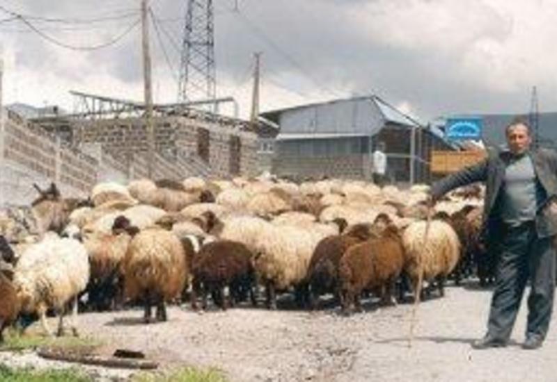 Ermənistanda 100 min kəndli hara yoxa çıxıb?