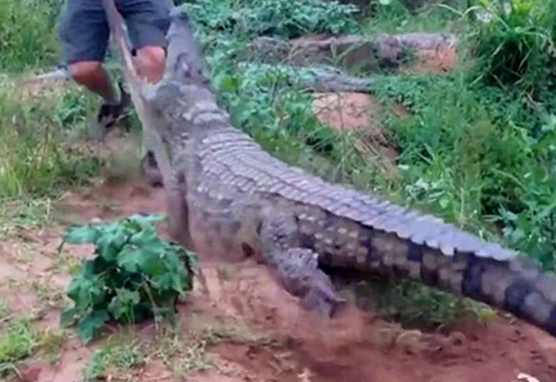 Ужасный случай: неожиданное нападение крокодила на пожилого мужчину