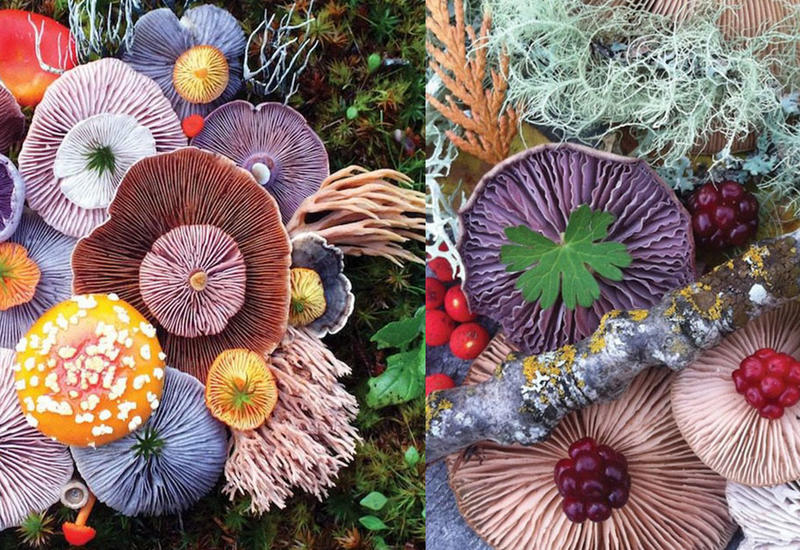 Цветные грибы: фэнтези, созданное самой природой
