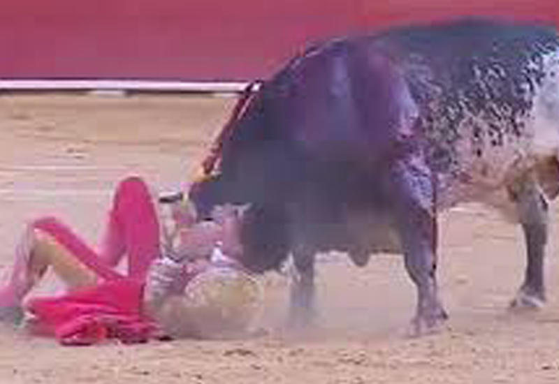 В Сети появилось шокирующее видео с быком, пронзившего тореадора рогами