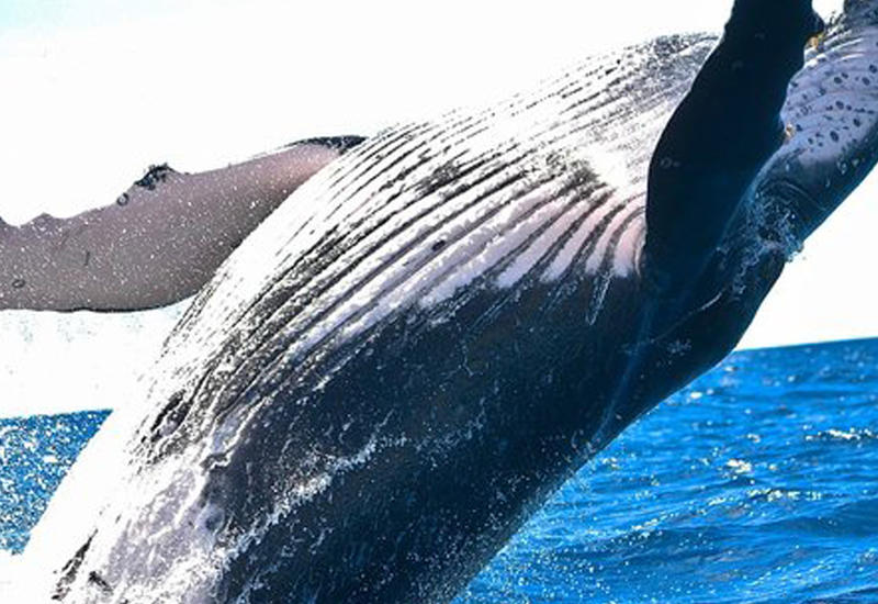 Видео с плавающими в океане гигантскими китами впечатлило Сеть