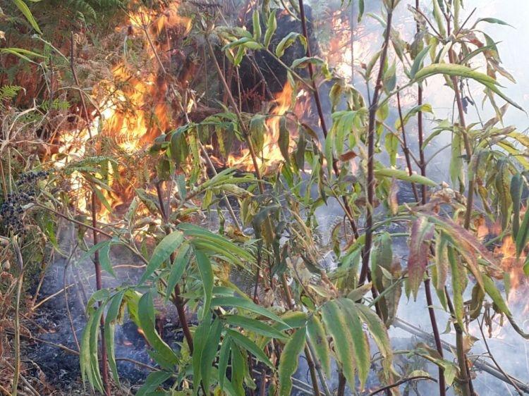 МЭПР: Пожар в Габале взят под контроль