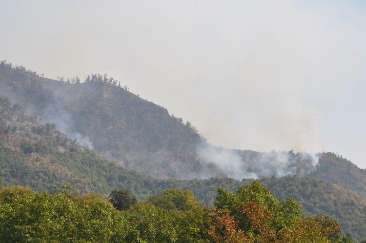 Пожароопасная ситуация в лесах Габалы полностью взята под контроль