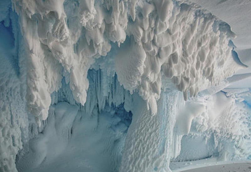 В антарктических льдах нашли жизнь