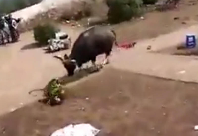 Огромный бык напал на толпу туристов в Индии
