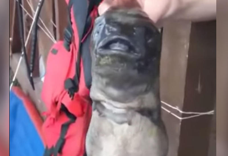 Рыбак поймал жуткую рыбу-мутанта со вторым ртом на шее