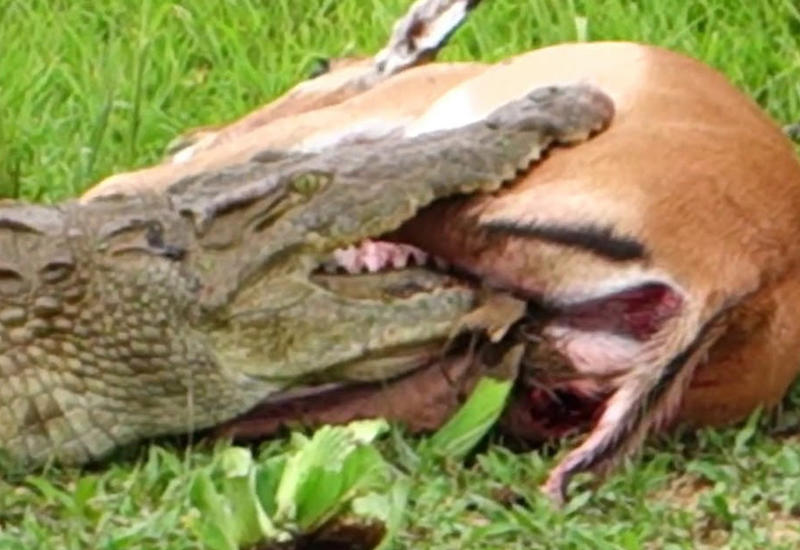 Спасение антилопы от крокодила сняли на камеры