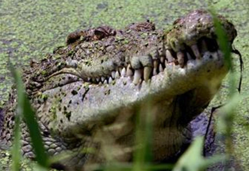 Журналист Financial Times стал жертвой крокодила