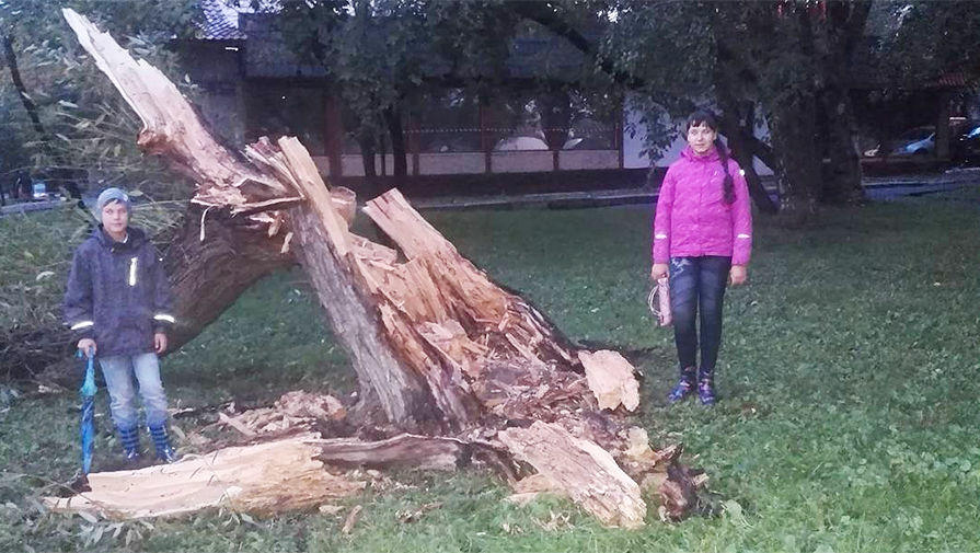 Из-за шквалистого ветра в Москве упали 150 деревьев