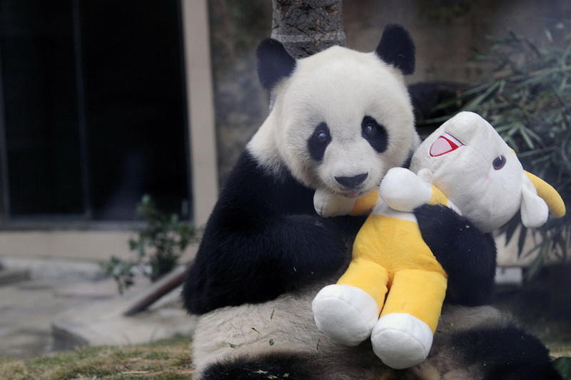 В Китае умерла старейшая в мире панда
