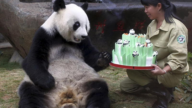 В Китае умерла старейшая в мире панда