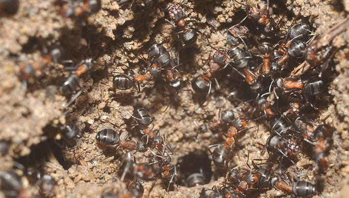 Исследование: 40% муравьев-рабочих ничего не делают