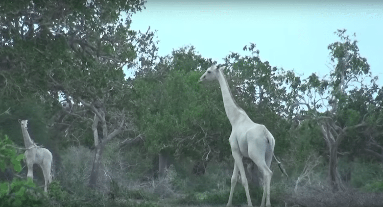 В Кении были замечены редчайшие белые жирафы