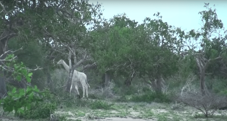 В Кении были замечены редчайшие белые жирафы