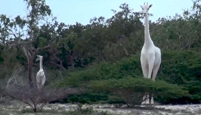 Keniyada ağ rəngli zürafə ailəsi tapılıb