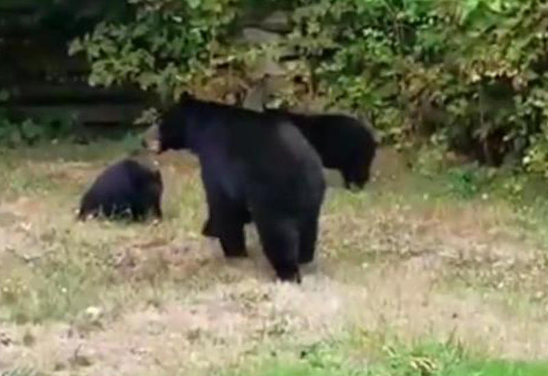 Вежливый канадец снял на камеры, как уговорил медведей уйти со двора