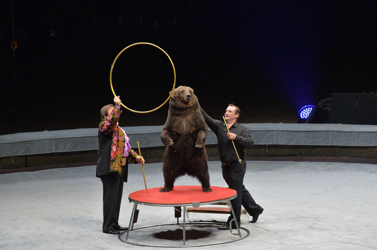 При поддержке Фонда Гейдара Алиева воспитанники детских домов посмотрели цирковую программу "Форсаж шоу"