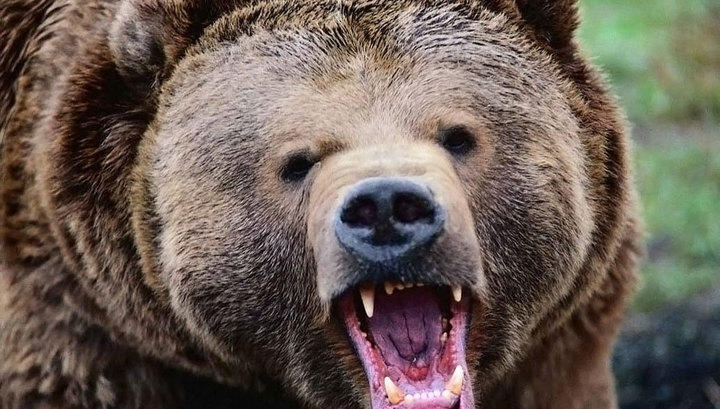В ДТП с медведем в США погибли три человека